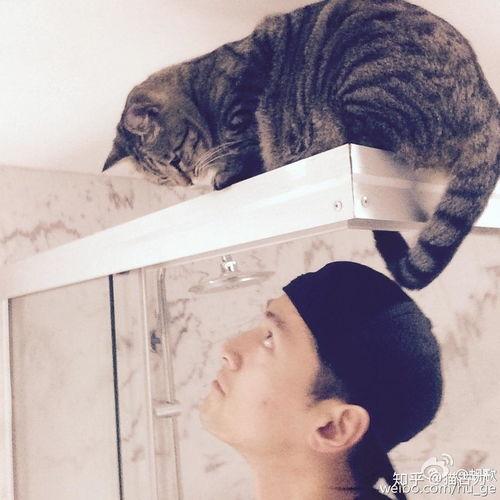 男明星们养的猫,盘点男明星们的爱宠猫咪风采