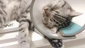 猫猫可以吃贝贝瓜吗,贝贝瓜是否适合猫咪食用？